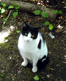 Oscar , a feral cat, in the wild